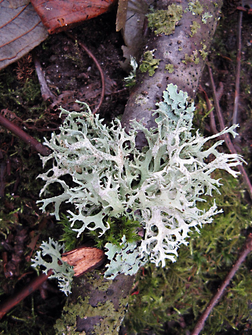 lichens-and-people-uses-benefits-and-potential-dangers-owlcation