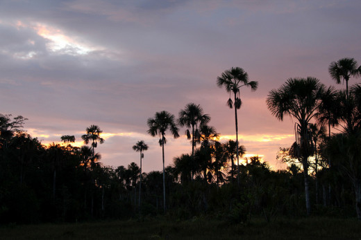 Moriche Palms, the keystone to Morichales habitat