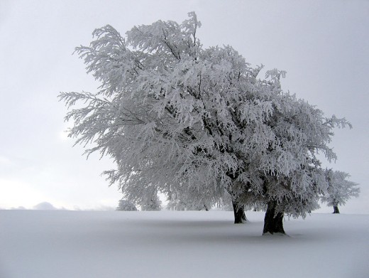 Beautiful and bitter snow.