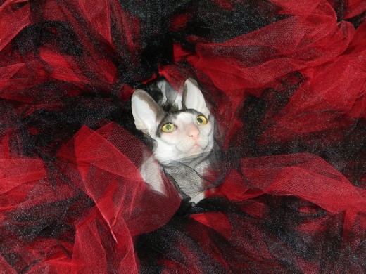 Flower in Tutu