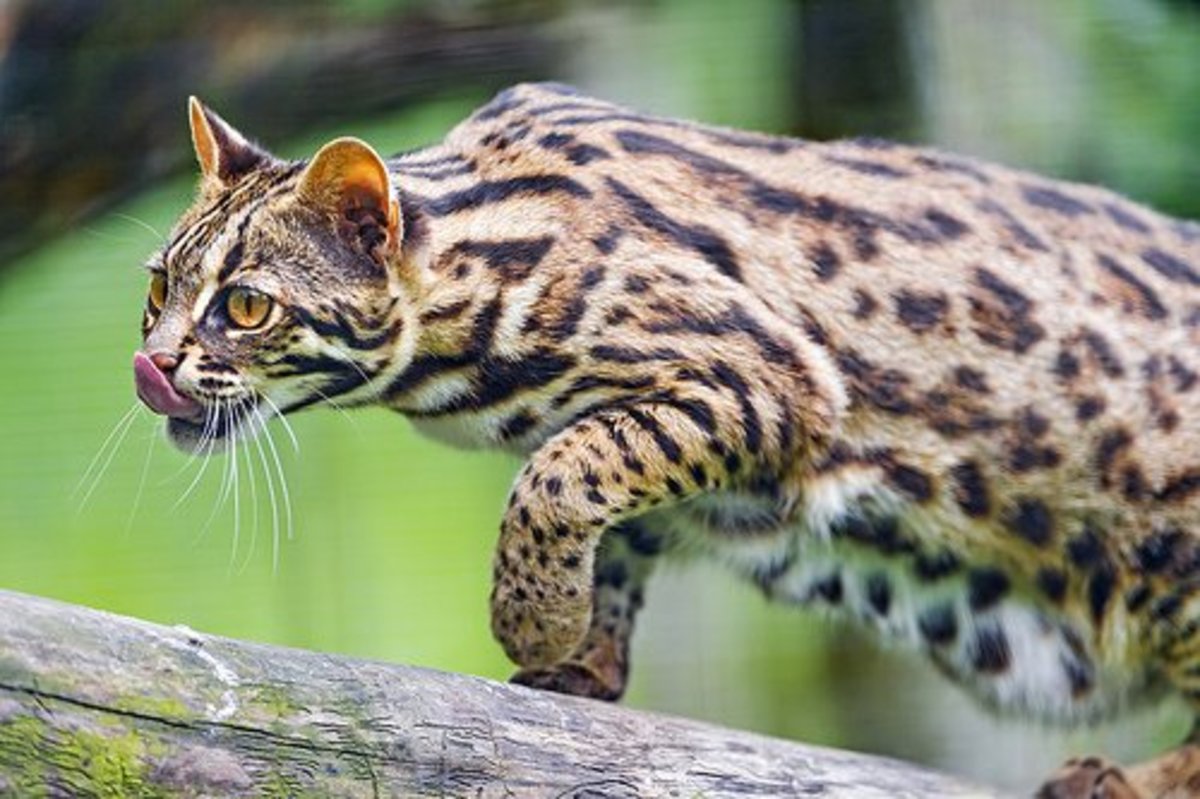 10 Small Exotic Cats That Are Legal to Keep as Pets | PetHelpful