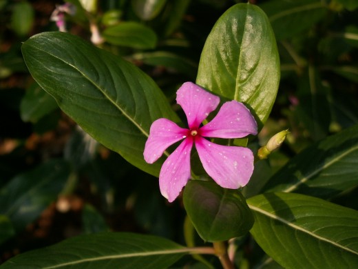Madagascar Periwinkle