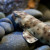 Epaulette shark Epaulette shark