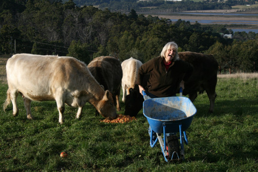 Me feeding cows some apples. (waste apples)