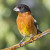 Male grosbeak in Arroyo Grande, San Luis Obispo Co., CA, USA. May 5 Male grosbeak in Arroyo Grande, San Luis Obispo Co., CA, USA. May 5