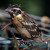 Although the bird was missing late last night and first thing this morning, it reappeared. It again spent most of the day on the fencing, but with a few excursions to the ground and some wing-flapping. Perhaps this one is a survivor after all. Although the bird was missing late last night and first thing this morning, it reappeared. It again spent most of the day on the fencing, but with a few excursions to the ground and some wing-flapping. Perhaps this one is a survivor after all.