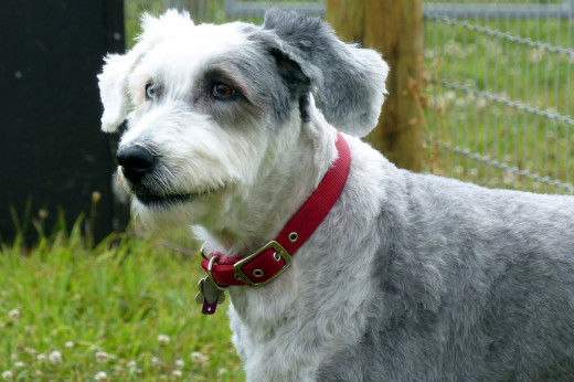 Simple Tips For Taking Your Dog to the Dog Park