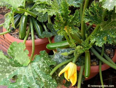 Keep zucchini picked to encourage production.