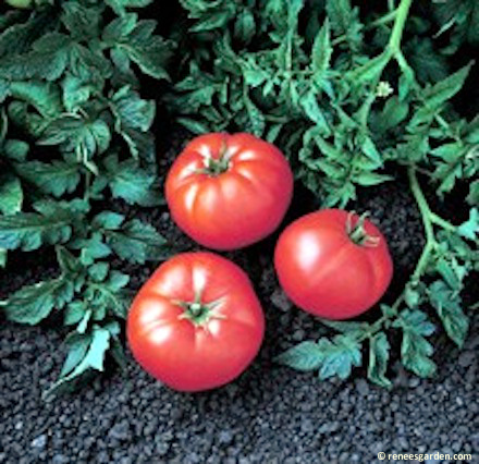 All the 5 ounce tomatoes on this new variety will surprise you.