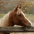 A cute horse: Find the perfect equestrian gift