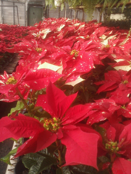 Pictures taken by Gardener Den. Variegated Poinsettias growing in a greenhouse.