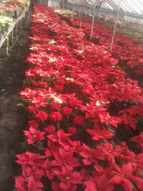 Group of Poinsettias growing in a greenhouse many different varieties growing together; reds, bi-color and double flowering .