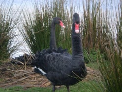 The Black Swan:  Tasmania
