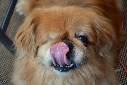 My amazing Pekingese, Peek-a-Choo. He only has one eye, but has never let that slow him up!