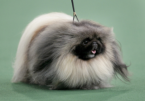 Malachy, the 2012 Westminster best in show winner