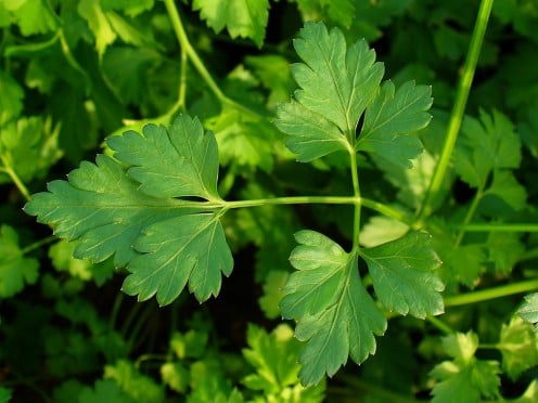 Picture of  leaves of Italian Flat Leaf Parsley