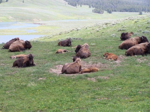 And the animals loved the new land