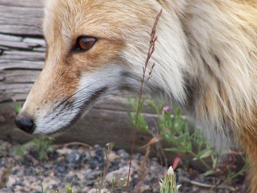Look to nature for true wisdom