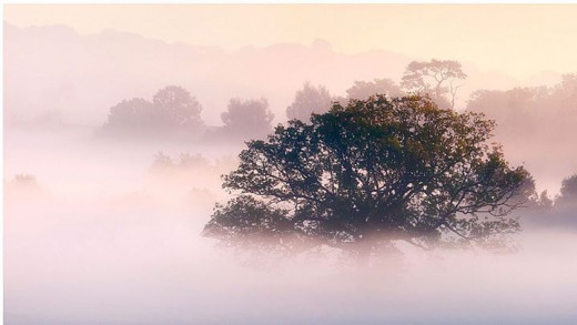 Here, a mildly surreal scene.  Fog, enshrouding a tree.  Off-Center, and the Left Side a bit open.