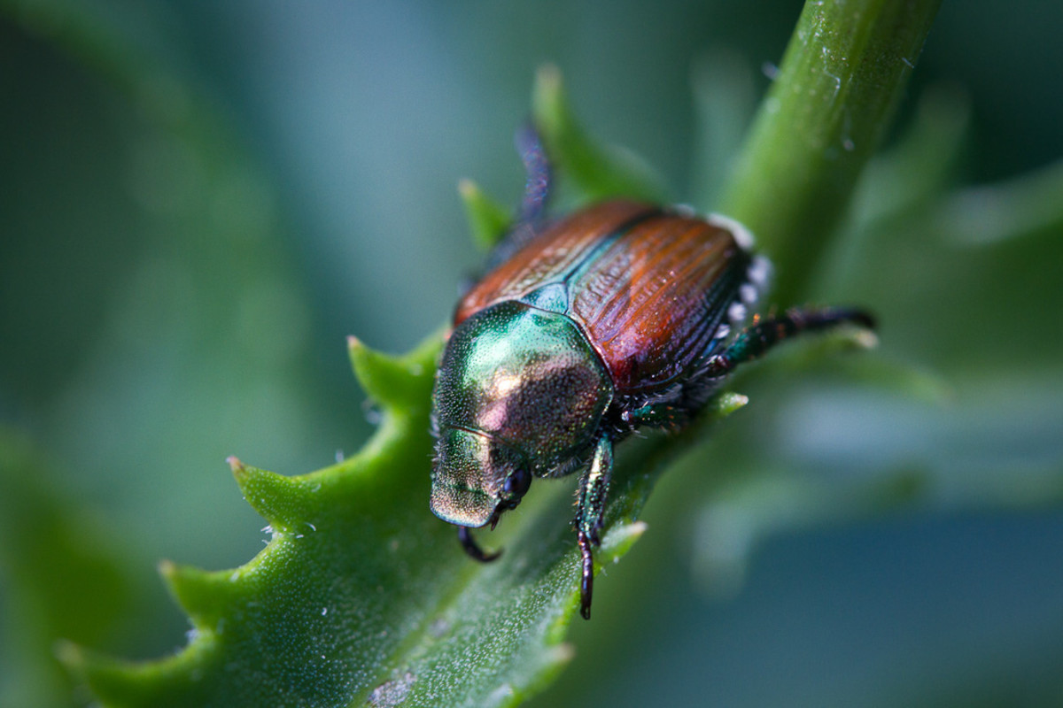 The adult form of the Japanese beetle resting on a likely food source.