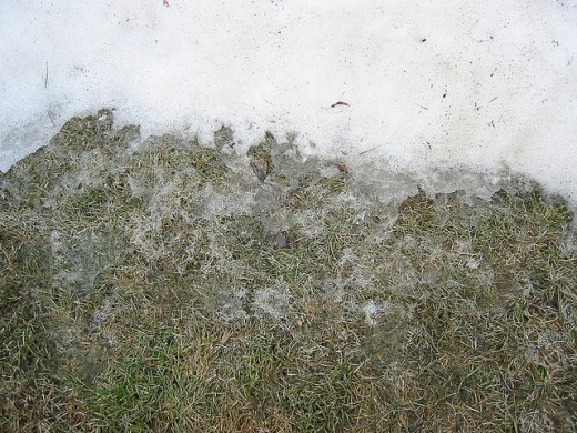 You will usually see snow molds as the snow recedes in the spring. You may also notice it if you have periods of warm weather in the winter.