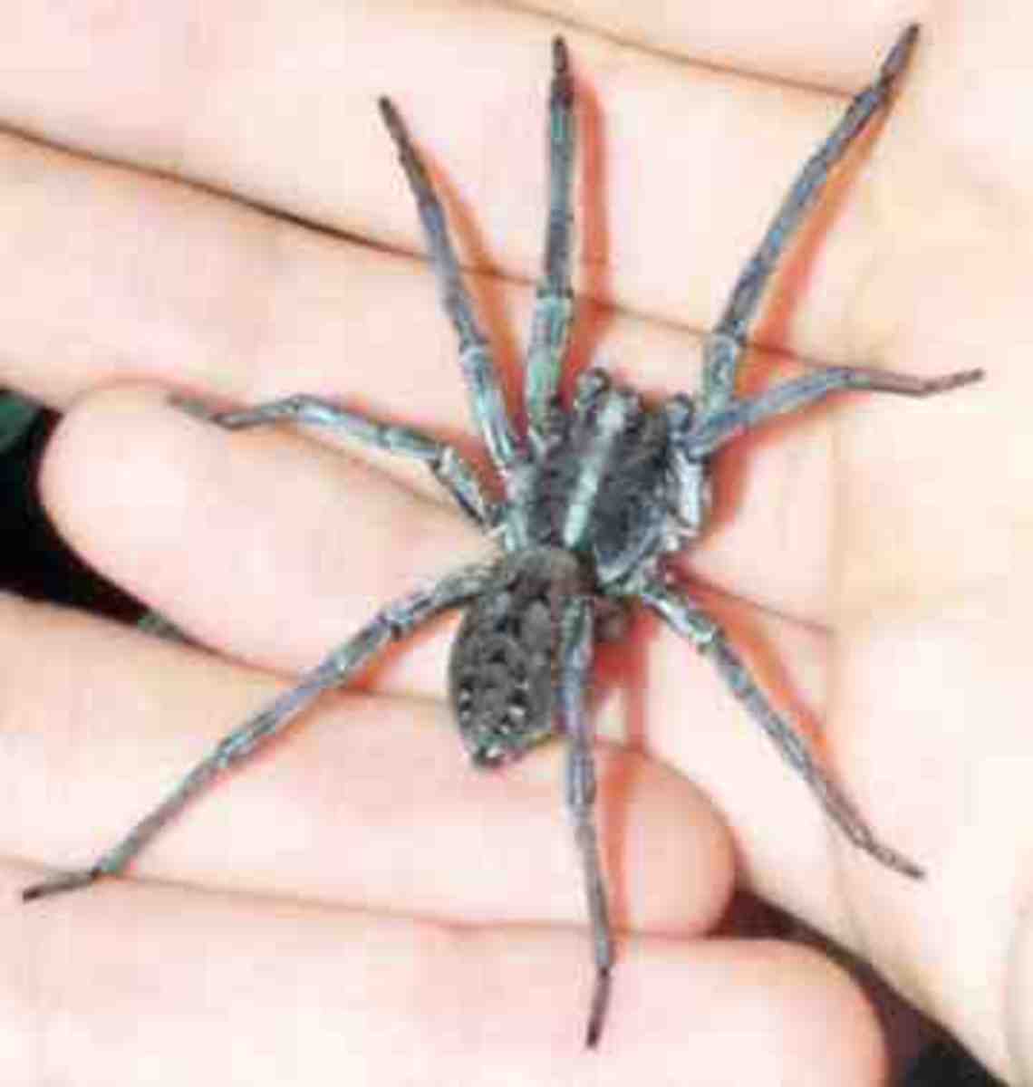 Should I Be Afraid of Wolf Spiders? | Dengarden
