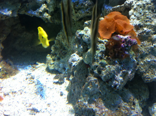 Moody Garden's Aquarium