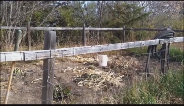 Left over vegetable stocks will be tilled into the soil.