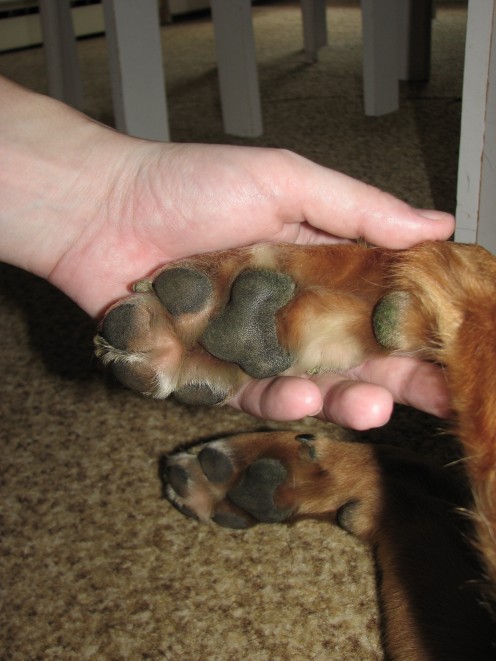 Rub petroleum jelly into your dog's paw pads to repel snow
