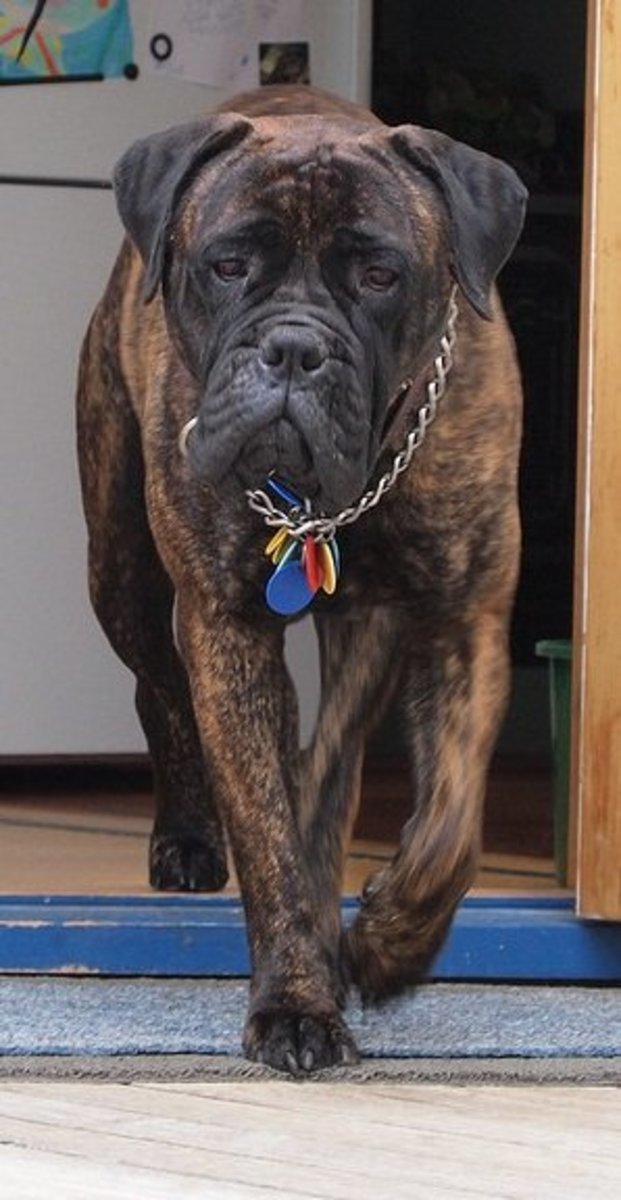 The Bullmastiff A Large Watchdog That Guards But Does Not