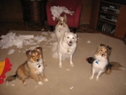 Bad dogs!! Bad dogs!!