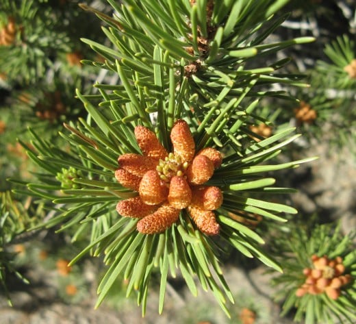 Can You Use Any Type Of Pine Needle For Pine Needle Tea? - How To Make ...