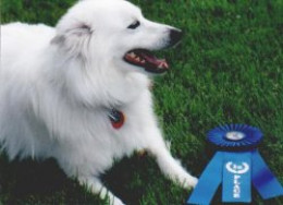 The first blue ribbon!! The first blue ribbon!!