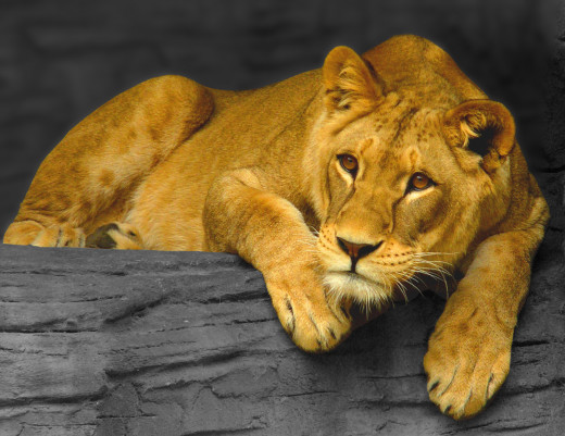 Lioness,_Olomou...