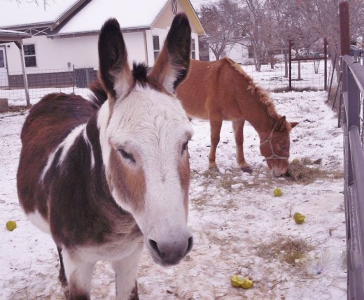 Here are Ray (foreground) and Rojo on a snowy day in early December. Rojo is the perfect companion for Ray and vice versa!
