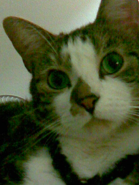 Domestic Short Hair (male)