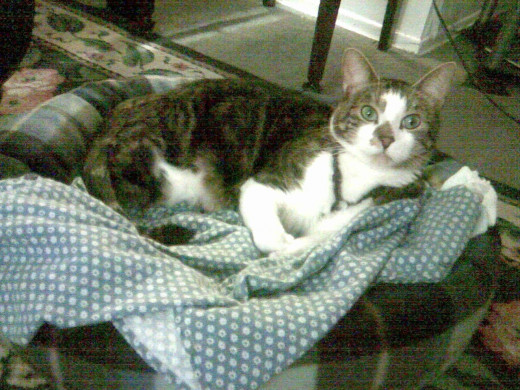 Comfy Kitty