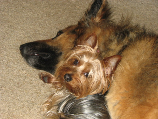 Spike stayed by Lacey's side when she began to develop issues with mobility.