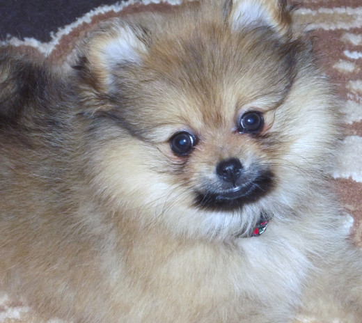 My Bella