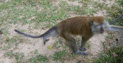 The Macaques are friendly. This one is showing off its dazzling blue eyelids