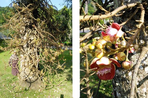 Cannonball tree. Penang, with closeup of flower