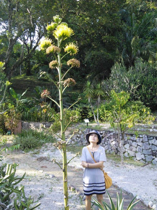 Agave flowering in the cactus garden. Penang Botanical Gardens