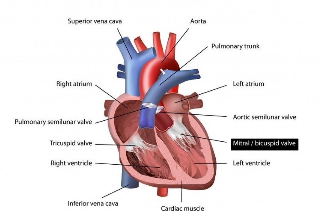 Other Congenital Cyanotic Heart Diseases