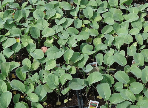 Young Broccoli Plants Seedlings for to transplant out to the garden.
