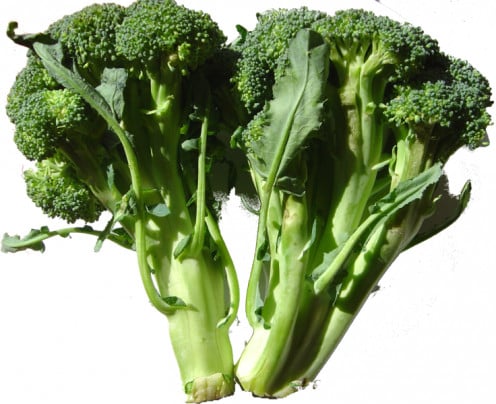 A couple of broccoli spears cut fresh from the plant to be used in cooking a cukinary dish. 