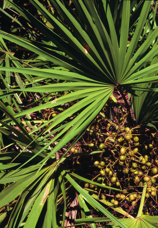 Serenoa repens is known as a source of an inhibitor of the  enzyme called " 5-alpha reductase or (5AR)   "5AR, breaks down (or "aromatizes") testosterone, to DHT, a bad chemical in a mans body, with several undesired side effects. 