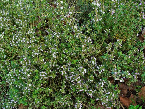 Picture of Common Garden Thyme.