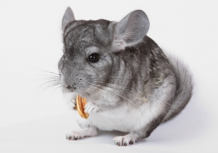 Aren't chinchillas simply adorable!!! 