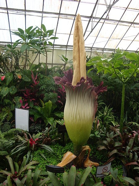 In this photo, there is a leaf-parasol to the right of the flower of another Amorphophallus titanum in vegetative state