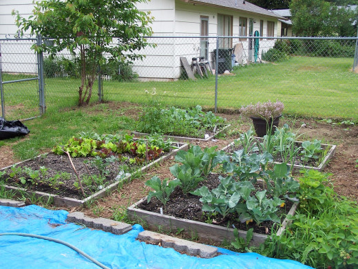 Growing our own vegetables